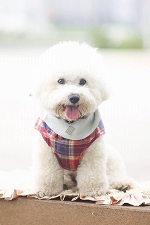 ビション・フリーゼ