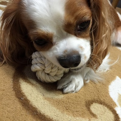 キャバリア・キング・チャールズ・スパニエル