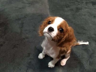キャバリア・キング・チャールズ・スパニエル