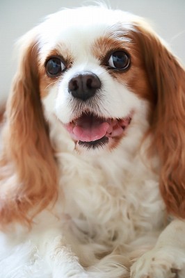 キャバリア・キング・チャールズ・スパニエル