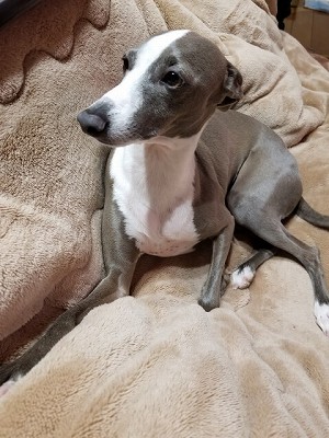 イタリアン・グレーハウンド