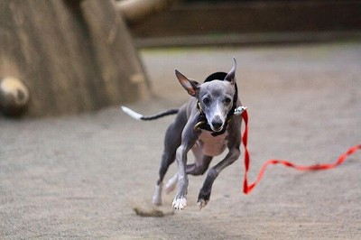 イタリアン・グレーハウンド