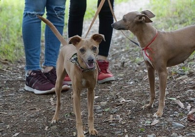イタリアン・グレーハウンド