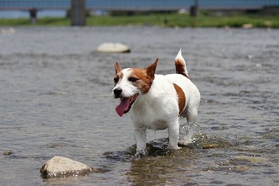 ジャック・ラッセル・テリア