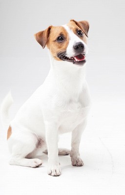 ジャック・ラッセル・テリア