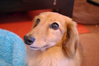 ミニチュア・ダックスフンド