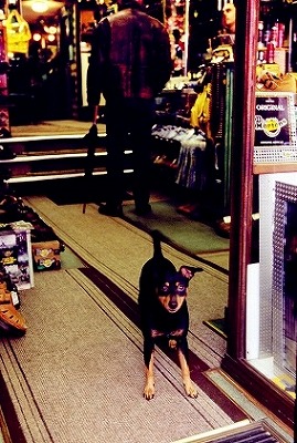 ミニチュア・ピンシャー