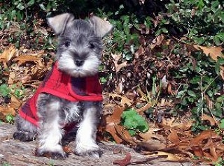 ミニチュア・シュナウザー