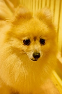 ポメラニアン