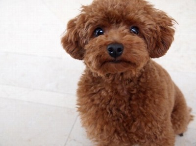 トイ・プードル