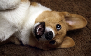 ウェルシュ・コーギー・ペンブローク